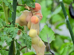 レンタル農園で　こんなトマトになりたくない(￣◇￣;)　２