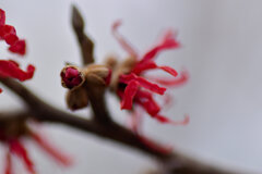 赤花万作（アカハナマンサク） ３