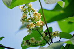 木大角豆 （きささげ）の花　１