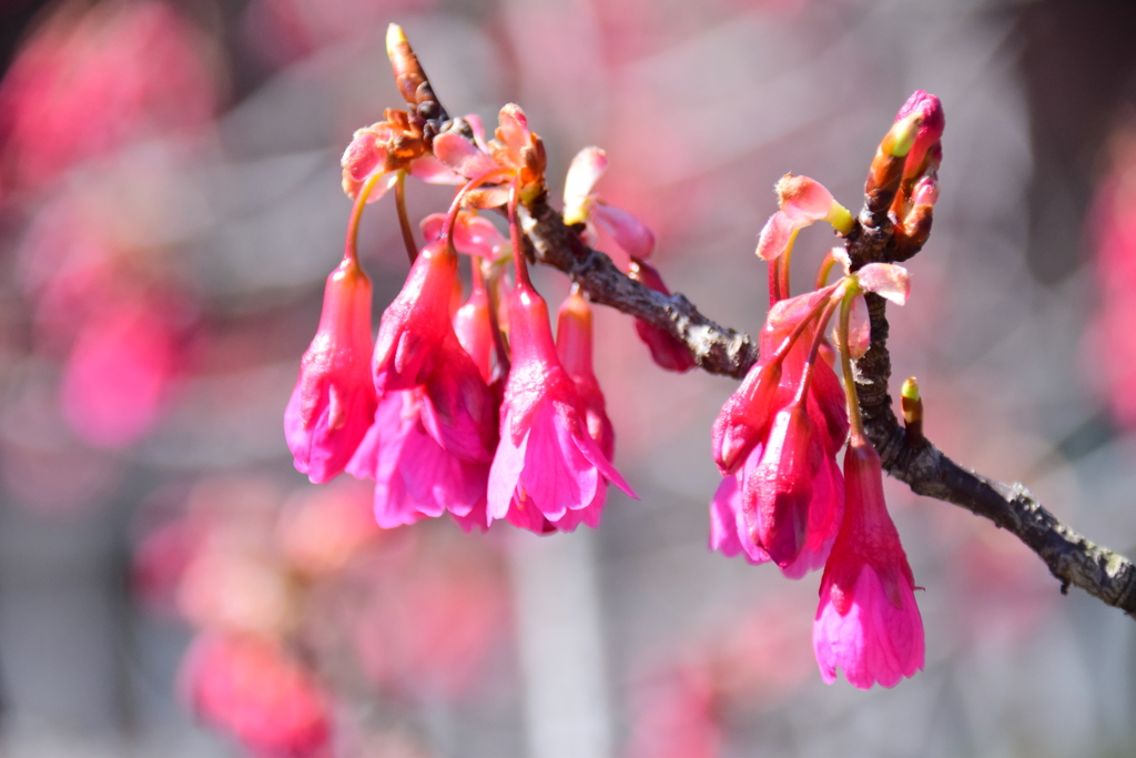 植物　寒緋桜 　（かんひざくら）  緋寒桜　（ひかんざくら）３