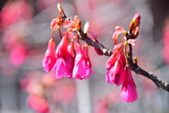 植物　寒緋桜 　（かんひざくら）  緋寒桜　（ひかんざくら）３