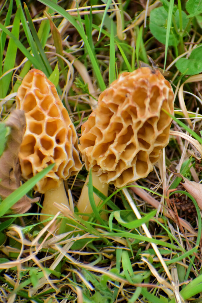 チブル星人の地球侵略か！？　アミガサタケ？　４