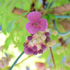 木通 （あけび）の雌花　１　