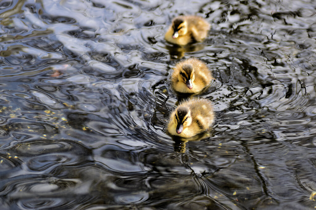 近所のせせらぎ遊歩道で今期初のカルガモの雛１０羽誕生　８