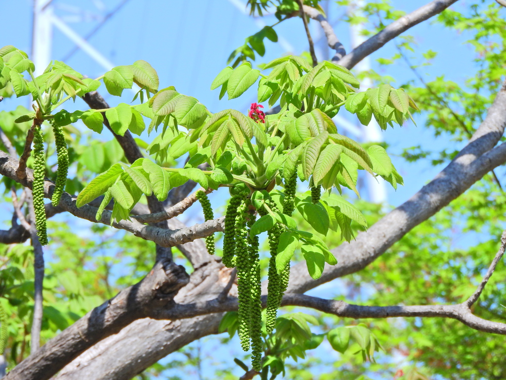 オニグルミ（鬼胡桃）の雌花と雄花　２