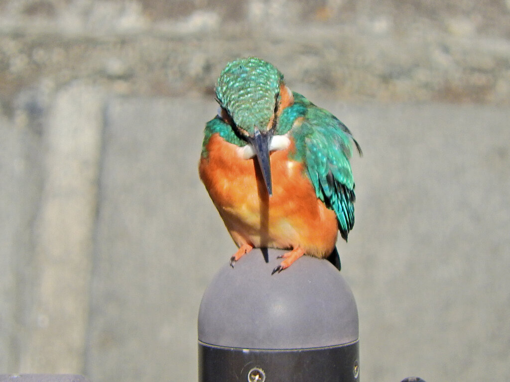 昨日のカワセミさん　３