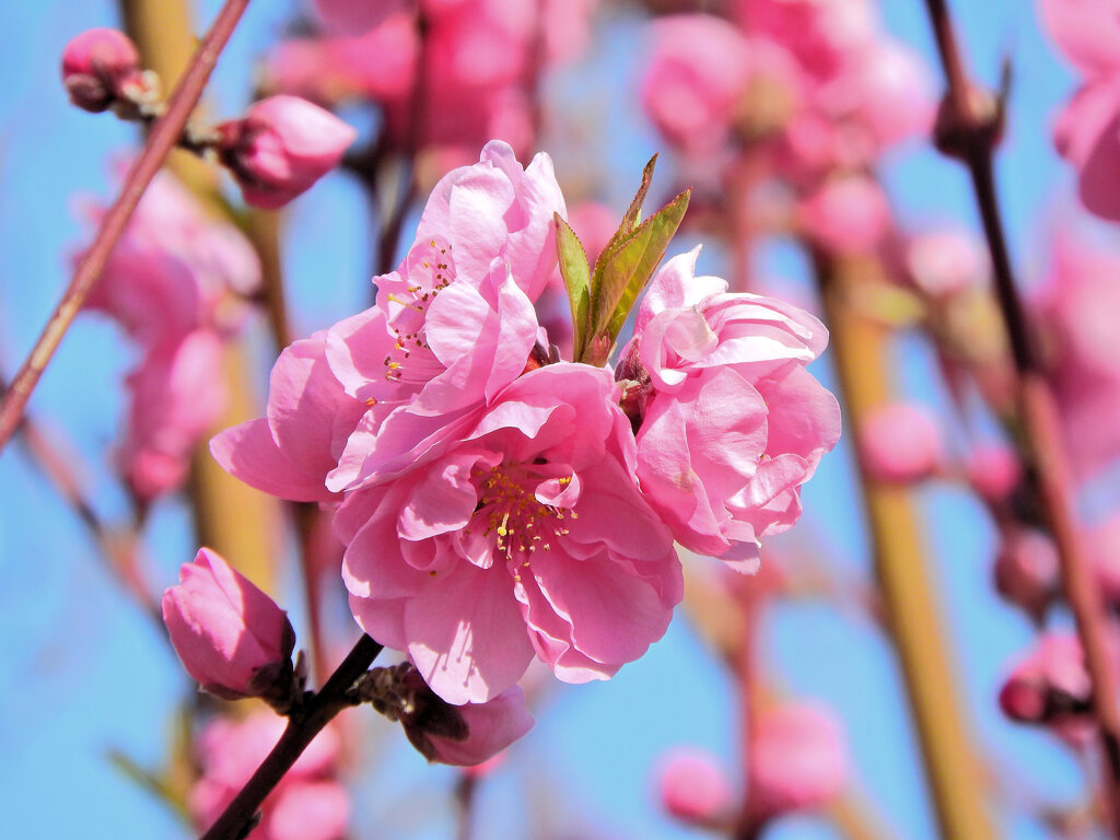雛祭りに桃の花　１