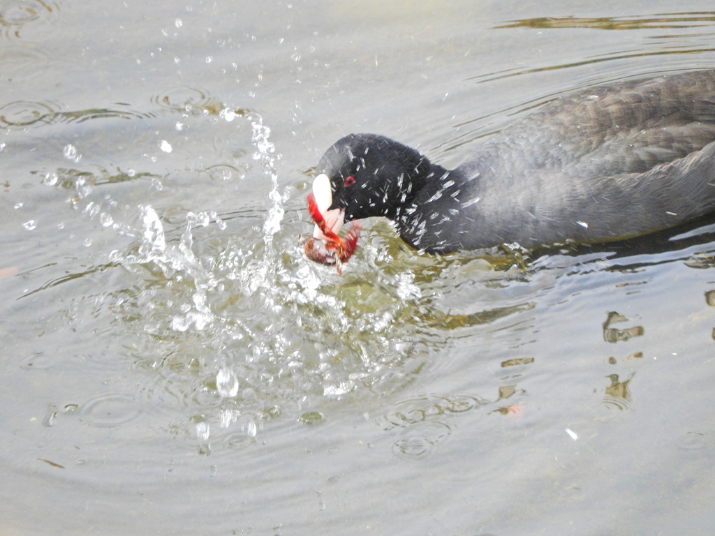 矢上川でマガモさん持て余したザリガニを食べるオオバン６
