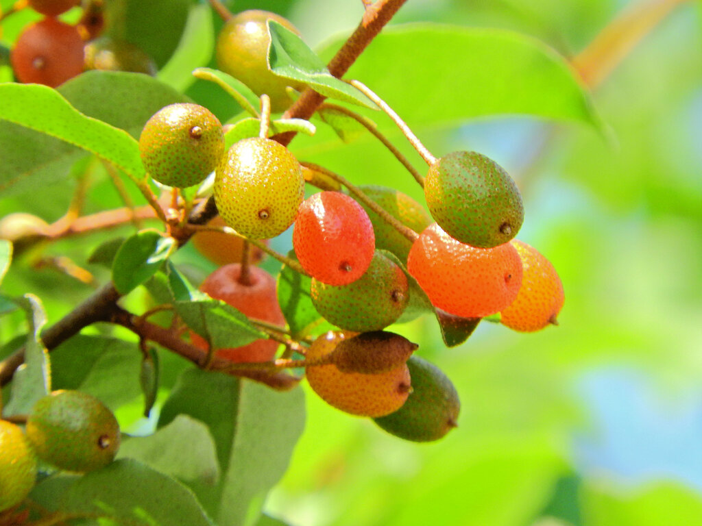 夏茱萸(ナツグミ)　２