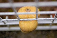 柵に挟まったままのバターナッツ南瓜・・先っぽ折られた　２