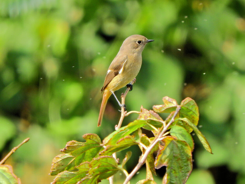 ジョビ子さんに出合いました(=^～^)oうれちっ♪　３