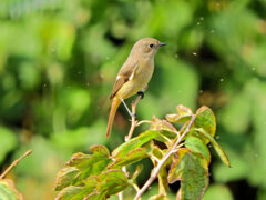ジョビ子さんに出合いました(=^～^)oうれちっ♪　３