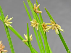 カンガレイ（寒枯藺）　２