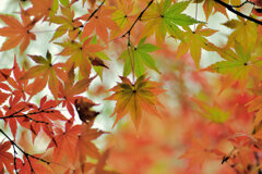 年末の大掃除・・綺麗だったなぁ～　紅葉　1