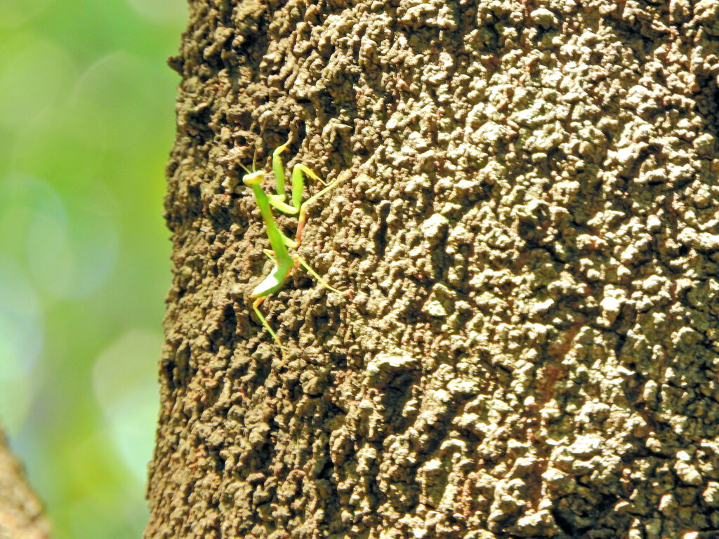 カマキリさん木を登る　１