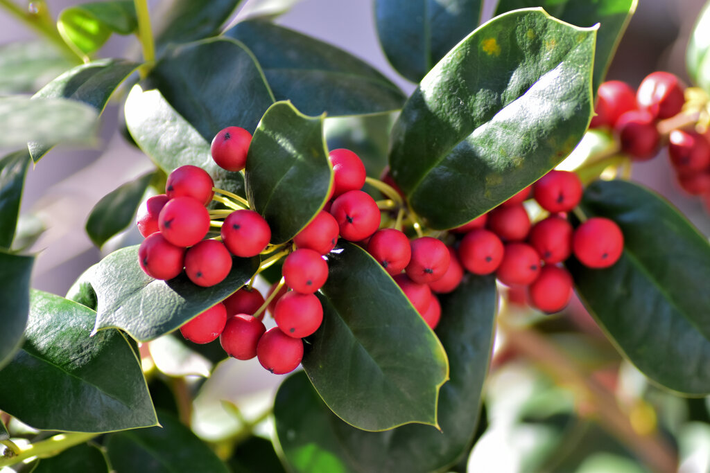 柊黐 （ひいらぎもち）、チャイニーズ・ホーリー、支那柊（しなひいらぎ）４