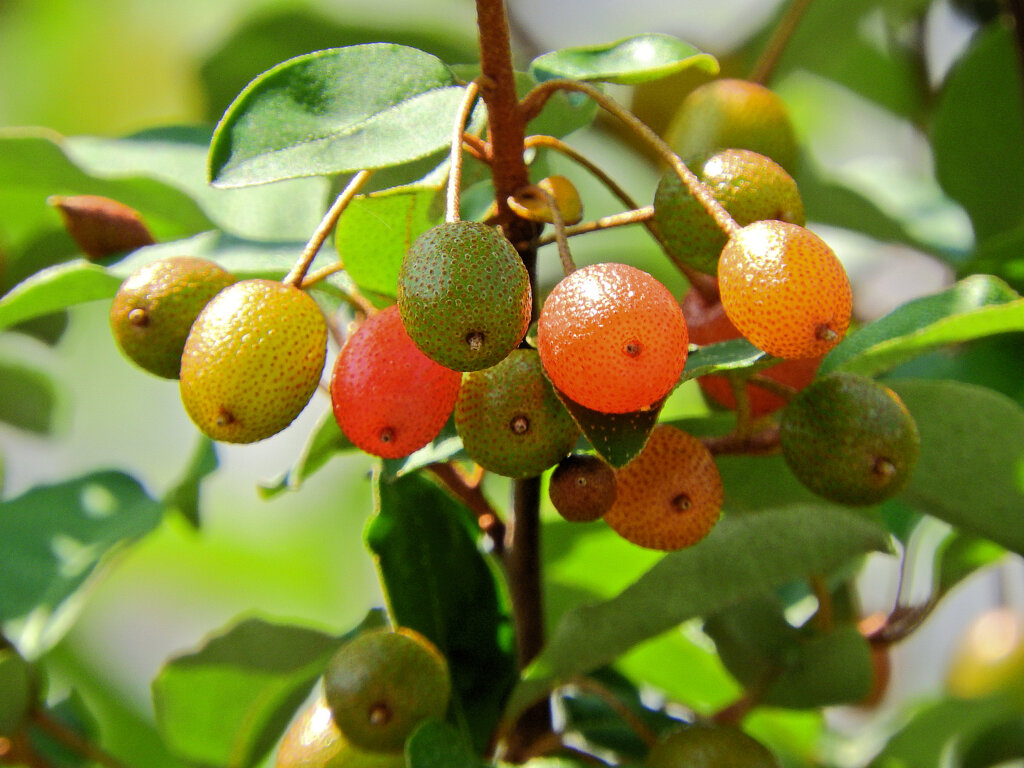 夏茱萸(ナツグミ)　３