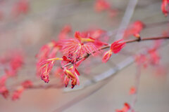 春紅葉 花　４