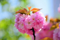 八重桜の♡を探して・・・６