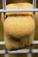 柵に挟まったままのバターナッツ南瓜・・先っぽ折られた　４