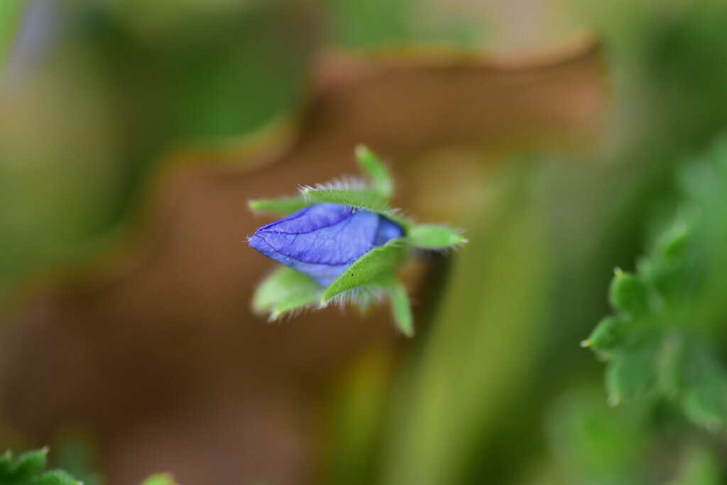 大犬の陰嚢の蕾　１