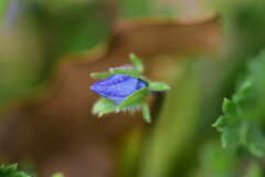 大犬の陰嚢の蕾　１