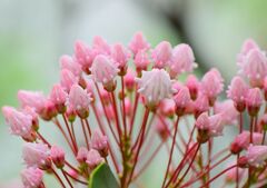 カルミア   アメリカ石楠花（しゃくなげ）　２
