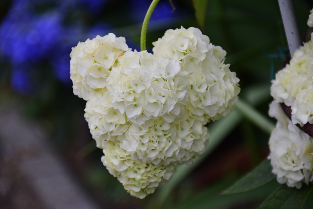 私の♡を探して・・・２