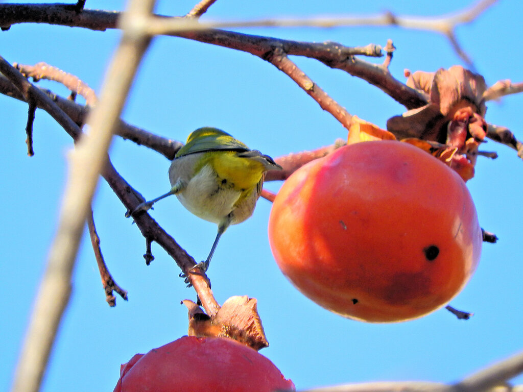 メジロさんは熟柿に夢中　６