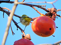 メジロさんは熟柿に夢中　６
