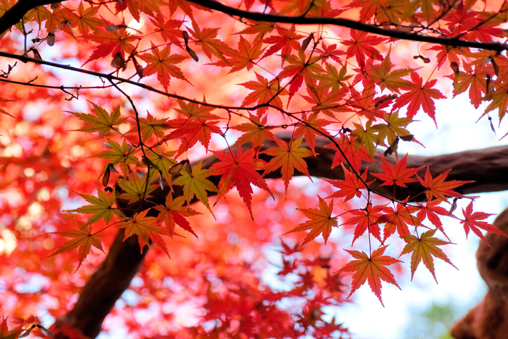 燃え、萌え・・・紅葉　２