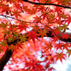 燃え、萌え・・・紅葉　２
