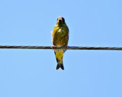 街中で囀りで見上げるとカワラヒワ　１