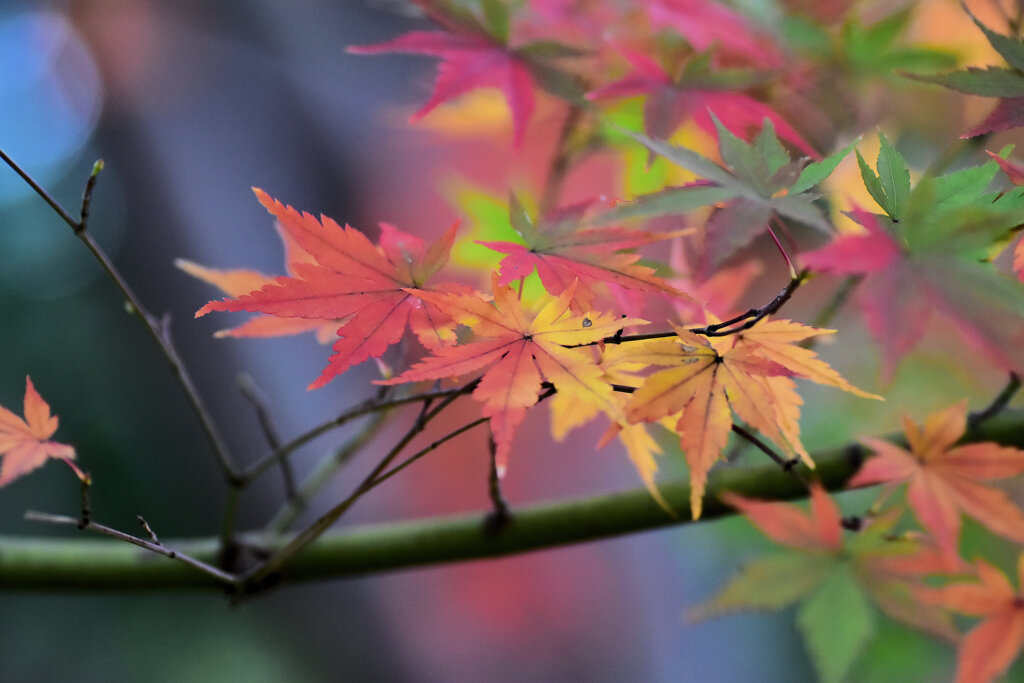 紅葉　撮り溜め　在庫処分中！　１５