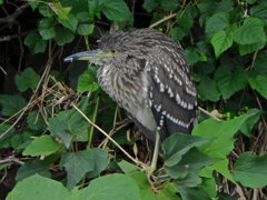 ゴイサギの幼鳥　ホシゴイ　２