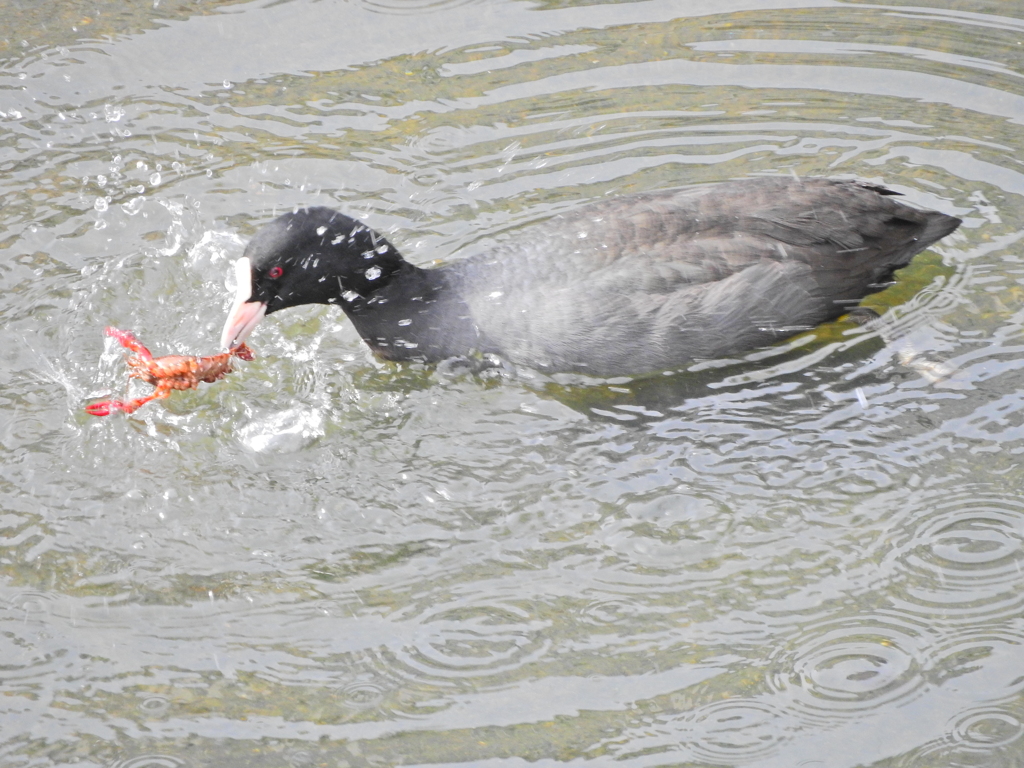 矢上川でマガモさん持て余したザリガニを食べるオオバン２