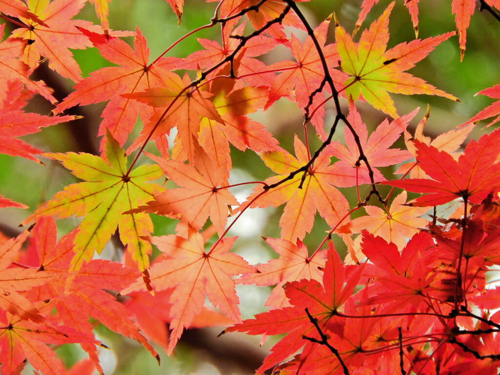 年末の大掃除　撮り溜め紅葉放出　１１