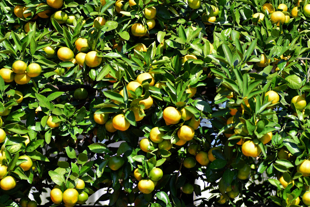 鈴なりの蜜柑　１