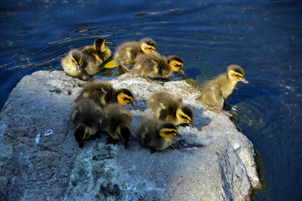 本日は私の誕生日・ｶﾙｶﾞﾓの雛が11羽誕生(=^～^)oうれちっ♪３