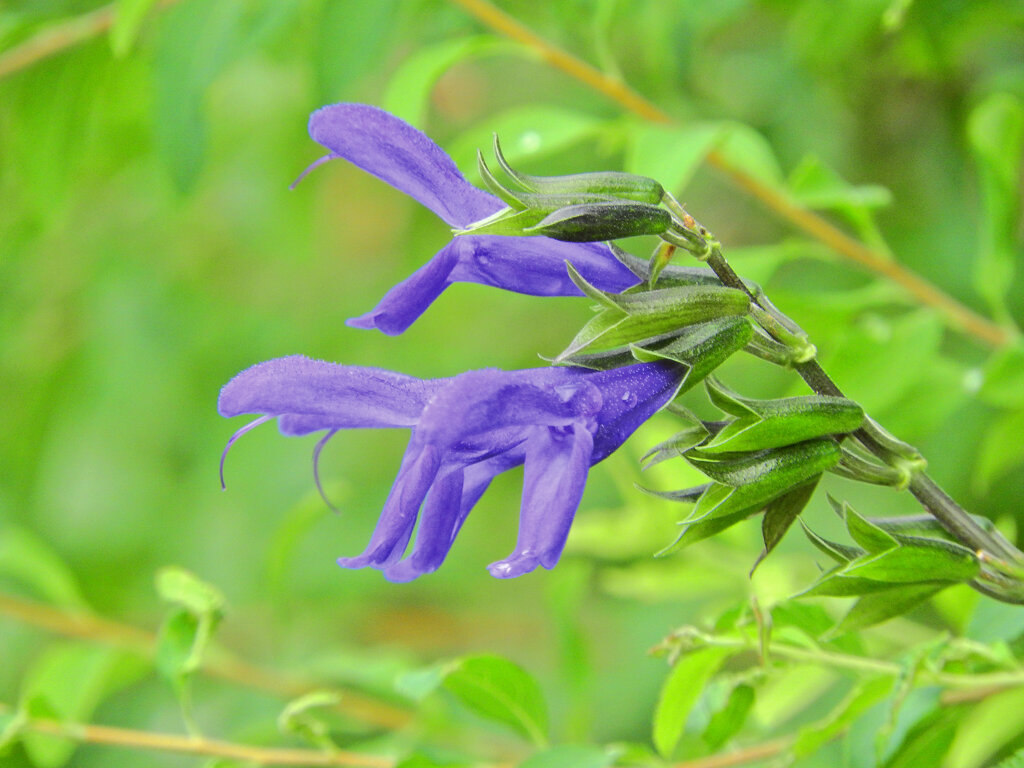 「サルビア・グアラニチカ」の花 　（別名：メドーセージ）１　　　