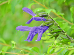 「サルビア・グアラニチカ」の花  (別名:メドーセージ)1    「サルビア・グアラニチカ」の花  (別名:メドーセージ)1