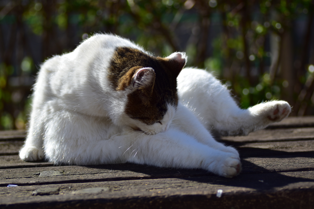 昨晩投稿した肉球の持ち猫　２