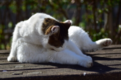 昨晩投稿した肉球の持ち猫　２