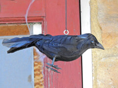 ハロウイン　４