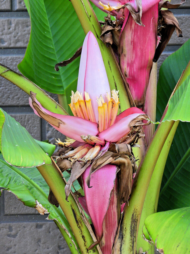 赤実バナナ　（ピンクバナナ・アケビバナナ）の花　２