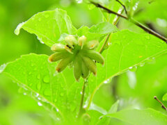 エゴノキの枝先に「猫の肉球」６