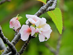 季節外れの桜　咲く　１