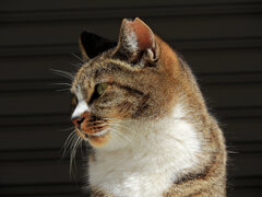 我が輩は猫である　５
