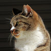 我が輩は猫である　５