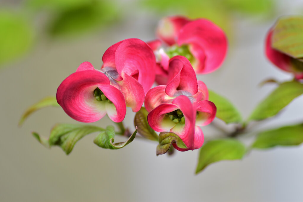 撮り溜めた　花水木　７